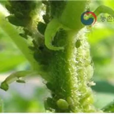 싸리수염진딧물 사진