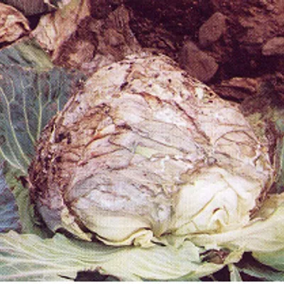 균핵병 사진