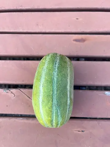 참외가 더위를 먹었나봐요 ㅠ