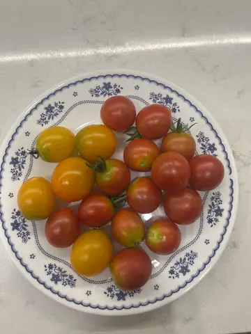 방울토마토가 쓴맛이 나요 ㅠㅠ