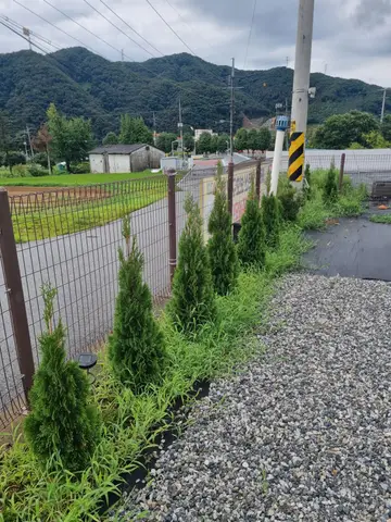 스스로 잘 크구있는 에메랄드그린